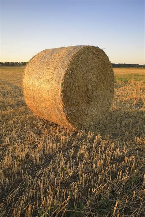 Hay Bale Stock Photo Image Of Harvest Bale Farming 46185380