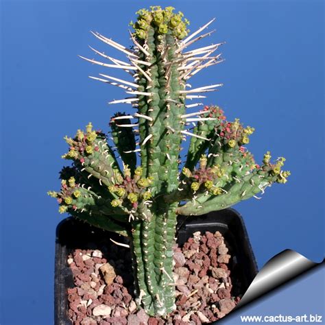 Saguaro cacti are about 100 years old when they get arms. Euphorbia mammillaris