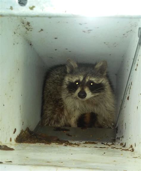 Raccoon Removal Repair And Trapping Akron Canton Kent Oh