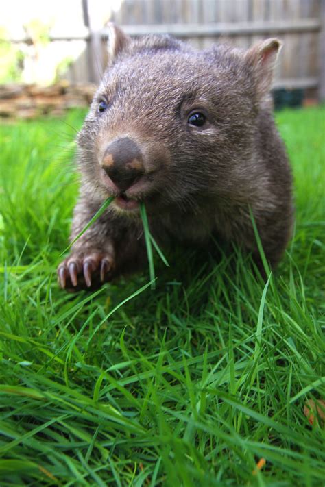 Young Wombat At Healesville Sanctuary Cute Wombat Cute Australian
