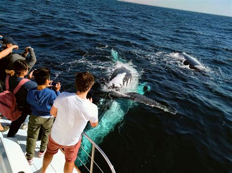 Whales in Paradise - Gold Coast - Sea World Cruises / Whales in
