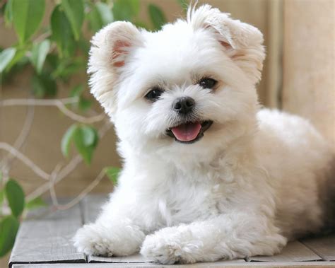 可愛い犬（ワンちゃん） 犬の画像集 骨抜きになるほど可愛い（タレント犬、豆助・かい君など） Naver まとめ