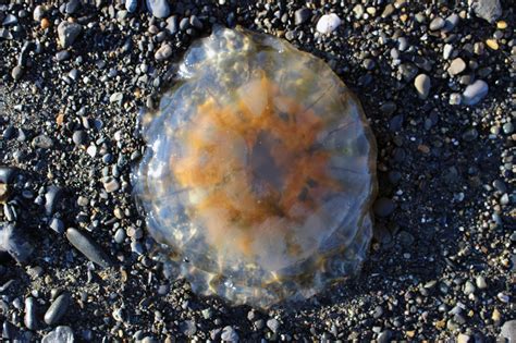 Can Anyone Tell Me What Species Of Jellyfish This Is Found On The