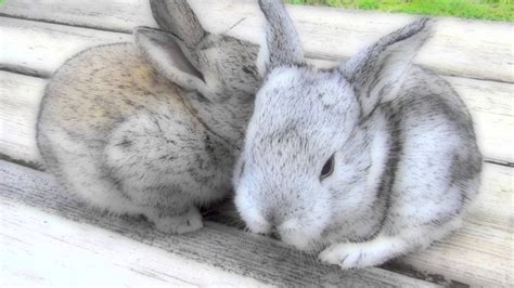 Real Very Cute Baby Bunnies Animals Pinterest