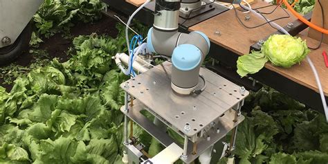 Lettuce Picking Robot Could Plug Agriculture Labour Gaps Techerati