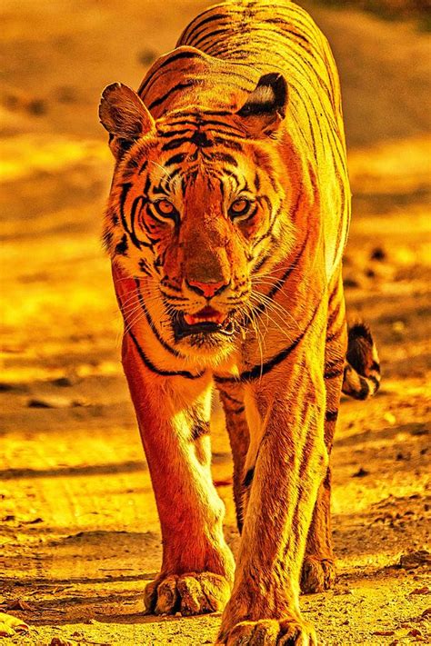 Tiger On The Prowl Photograph By James Yoke Fine Art America