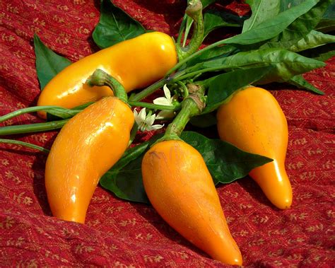Orozco Carrot Chile Hot Pepper 03 G Southern