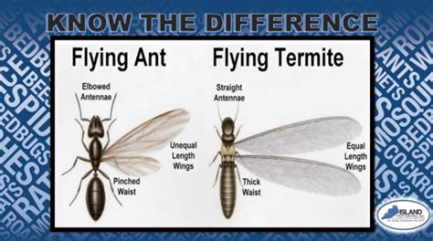The Difference Between Flying Ants Vs Flying Termites Island Pest