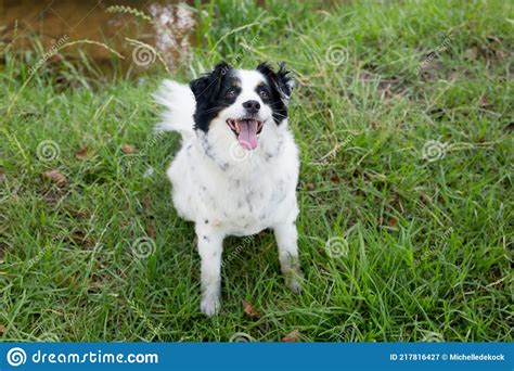 A Mixed Breed White Dog Sitting On The Grass In A Forest Stock Image