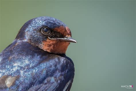 Rondine Hirundo Rustica Juzaphoto