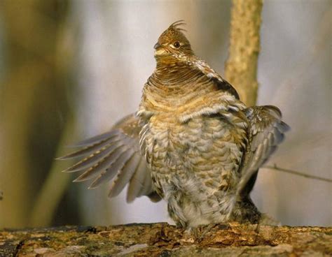 Ruffed Grouse Missouri Department Of Conservation