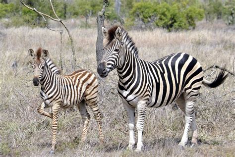 Kruger Zebra And Young