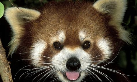 Where Do Red Pandas Live And Other Red Panda Facts Stories Wwf