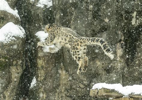Jump For Joy Baby Snow Leopard Big Cats Wild Cats