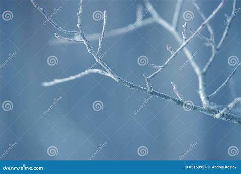 Tree Branches Frozen In The Ice Frozen Tree Branch In Winter Forest