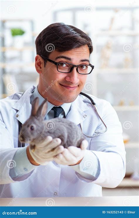 Vet Doctor Checking Up Rabbit In His Clinic Stock Image Image Of