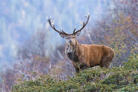 Autumn Wildlife Of The Scottish Highlands Photography Tour Naturetrek