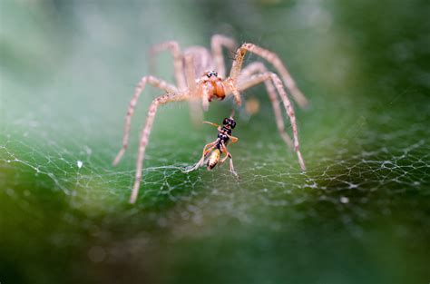 Free Images Nature Green Fauna Invertebrate Spider Web Cobweb Close Up Arachnid