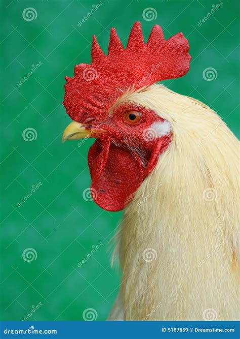 Profile Of White Domestic Cock Royalty Free Stock Images Image 5187859