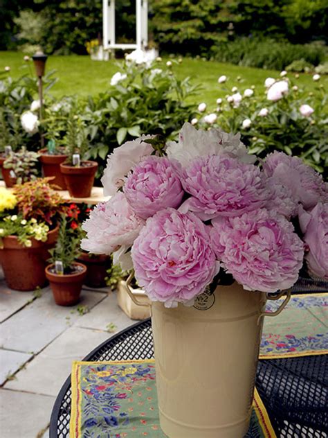 The Five Types Of Peonies Lakeview Nurseries