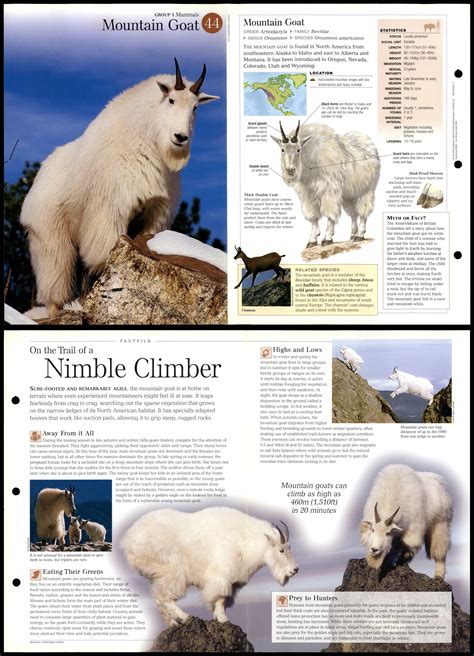 Mountain Goat 44 Mammals Discovering Wildlife Fact File Fold Out Card