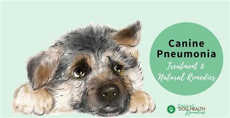 Canine Pneumonia Symptoms Causes And Natural Home Remedies