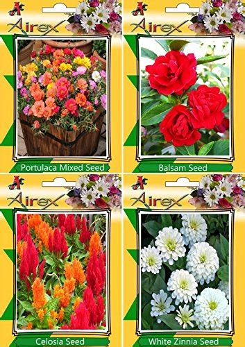 Airex Portulaca Mixed Balsam Celosia And White Zinnia Flower Seed