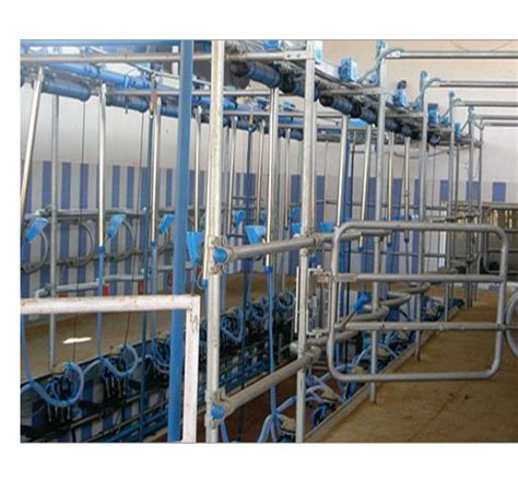 Herringbone Parlour Milking System Dairy Parlour Milk Parlour