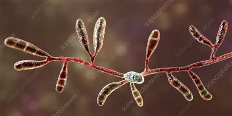 Dermatophyte Fungus Epidermophyton Floccosum Illustration Stock