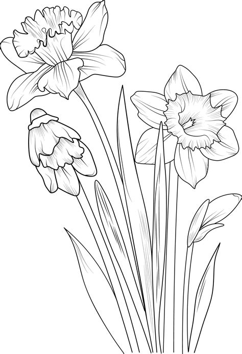 Illustration Of A Daffodil Flower Vector Sketch Pencil Art Bouquet