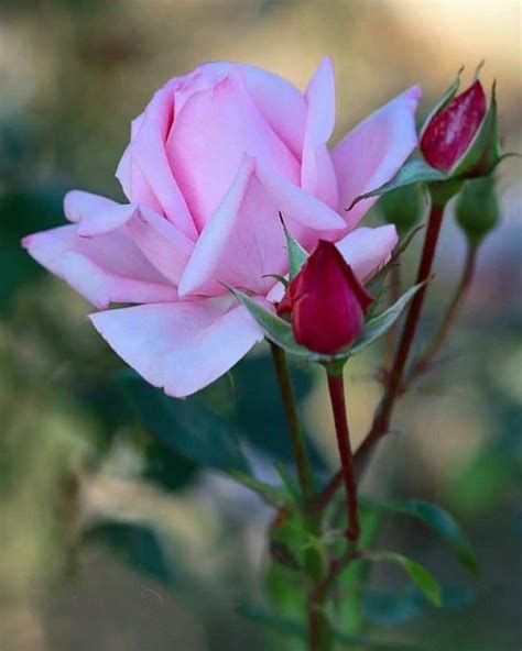Pin By My Anh On 1 A File General Beautiful Rose Flowers Beautiful