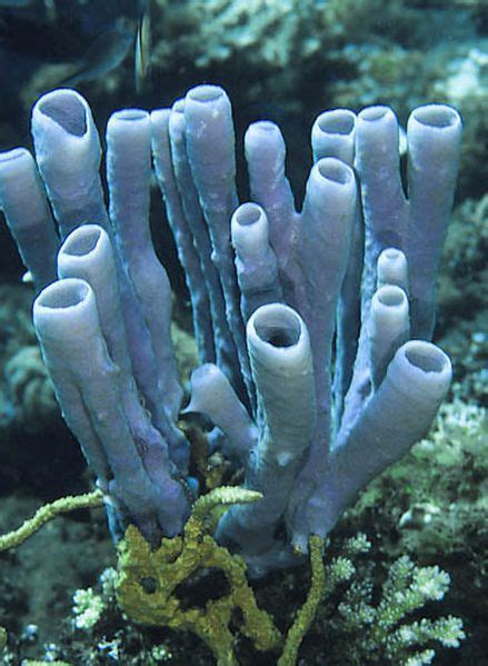 Filo Porifera Esponjas On Pinterest Barrels Deep Sea And Sea
