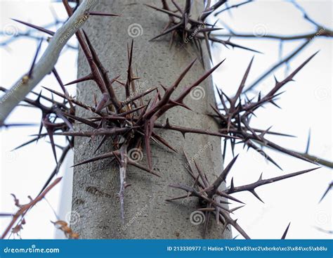 Tree Trunk With Large Thorns On It Stock Image Image Of Leaves