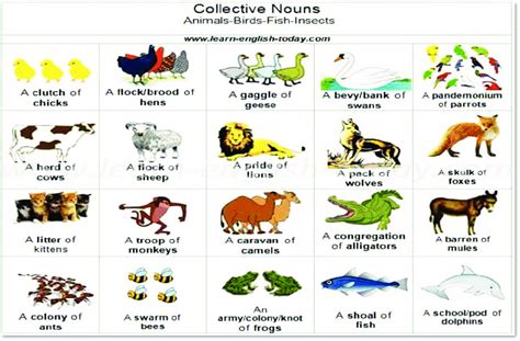 3 Animal Collective Nouns Source Learn English For