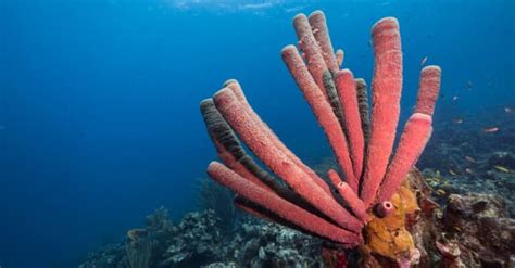 What Do Sponges Eat Imp World