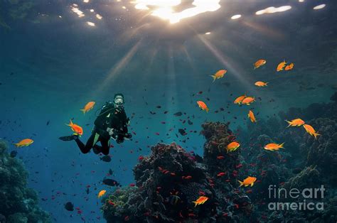 Scuba Diver Swimming Over A Coral Reef Photograph By Georgette Douwma Science Photo Library