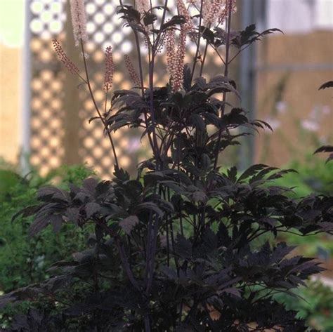 Cimicifuga Ramosa Hillside Black Beauty Purple Leaf Bugbane From