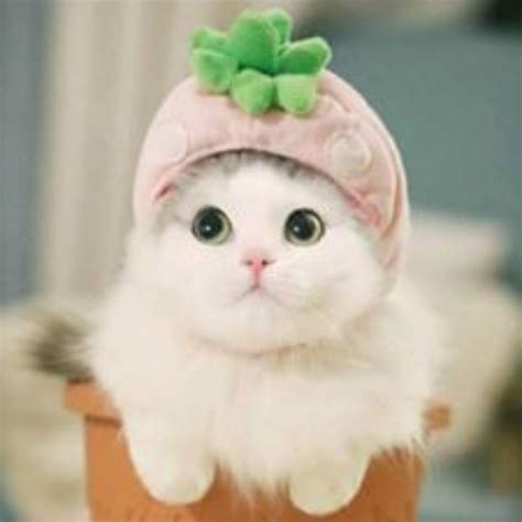 Top 10 Con Mèo Cute Dễ Thương Những Hình Ảnh Đáng Yêu Được Yêu Thích Nhất