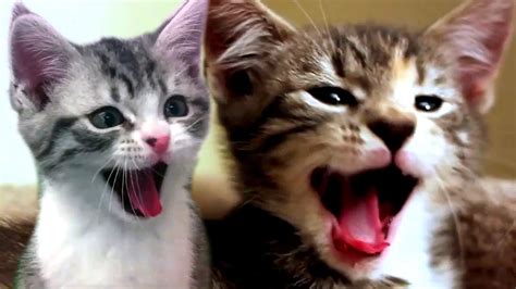 Cat lover | threadless artist shop. CATS SCREAM YAWNS - YouTube