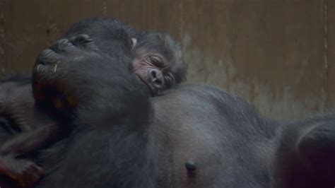 Zoo Welcomes Birth Of Baby Gorilla