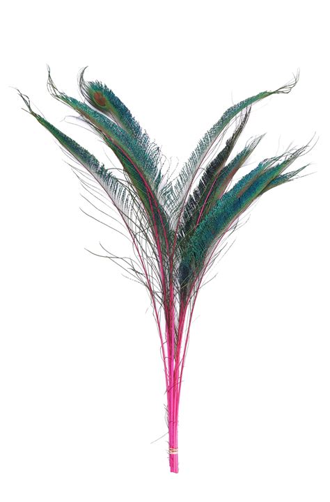 Peacock Sword Stem Dyed Feathers 10 To 100 Pieces 15 25 Hot Pink