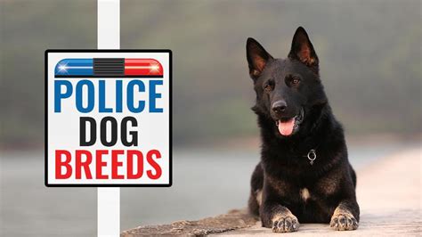 Police Dog Breeds List