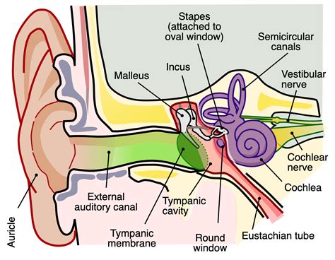 Auditory Nerve And Brain