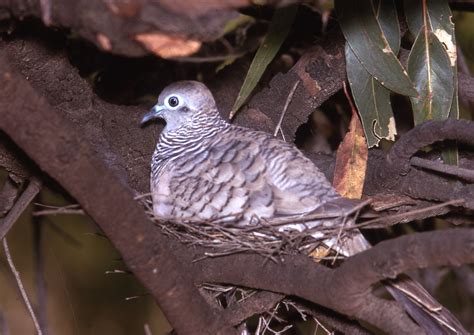 Peaceful Dove | BIRDS in BACKYARDS