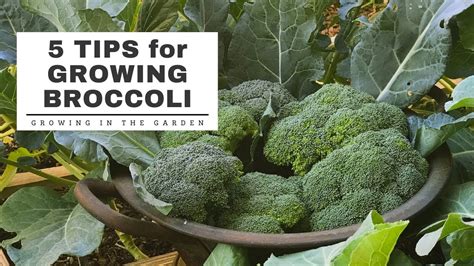 Best Tips For Growing Broccoli Growing In The Garden Youtube