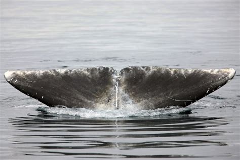 The Bowhead Whale Whaling About The Arctic