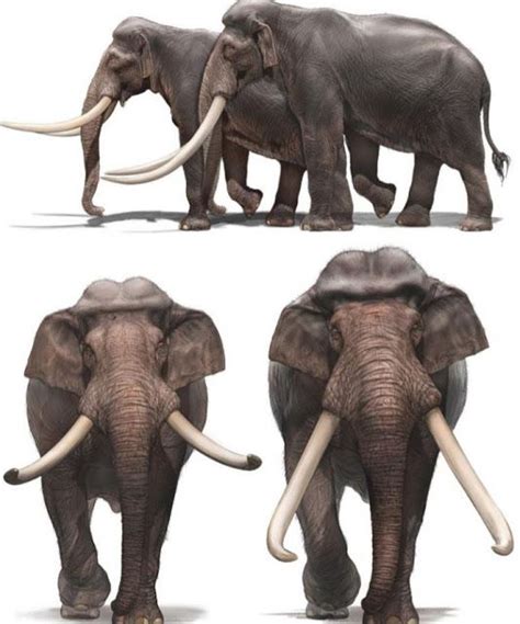 A Chronicle Of Giant Straight Tusked Elephants Prehistoric Wildlife