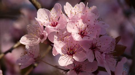 Çam ve Sakura nedir? Başakşehir Şehir Hastanesi'ne ismi ...