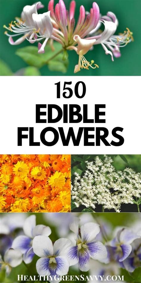 • all flowers are beautiful. Flowers You Can Eat ~ 150 Edible Flowers to Try This Season