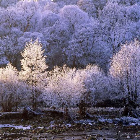 Trees Covered With Hoar Frost Simon Fraser Photo